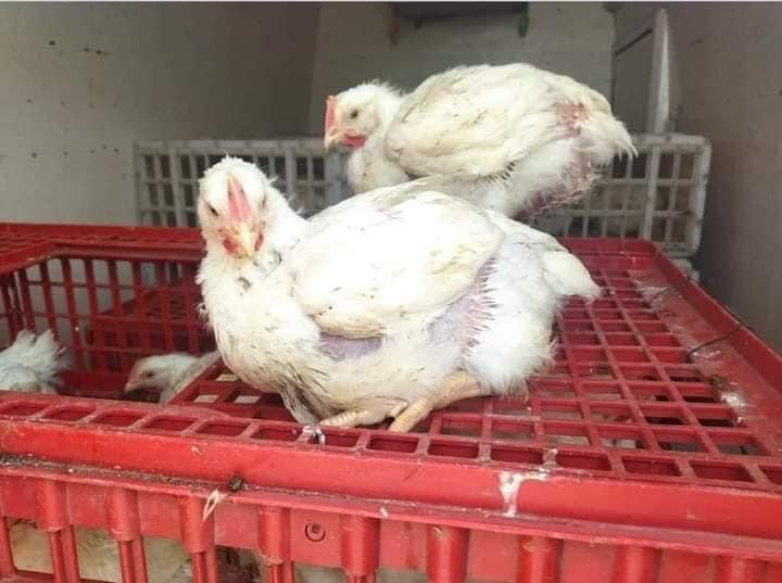 Livrez pui la domiciliu pui alb de carne