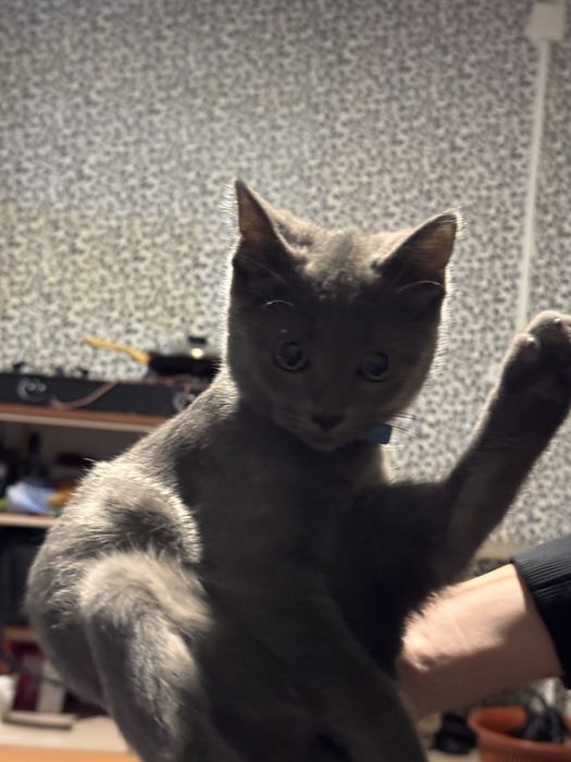 Отдам котенка 4 месяца