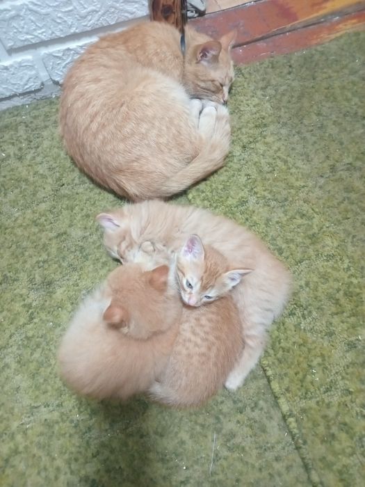 Рыжие ребятишки !