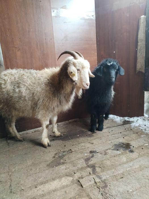 Ешкылер сатылады