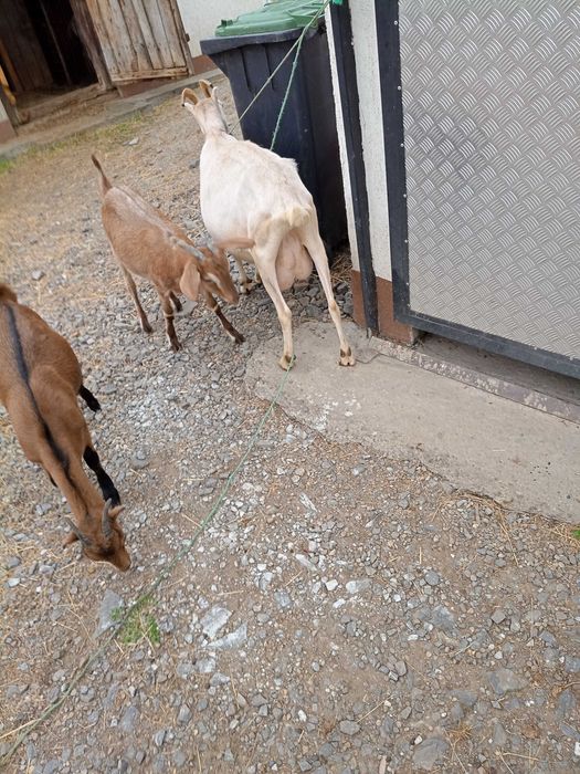 Capra de vânzare cu doua iede