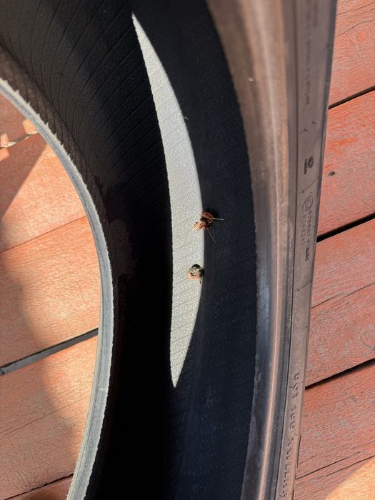 Шины летние 205/60/16