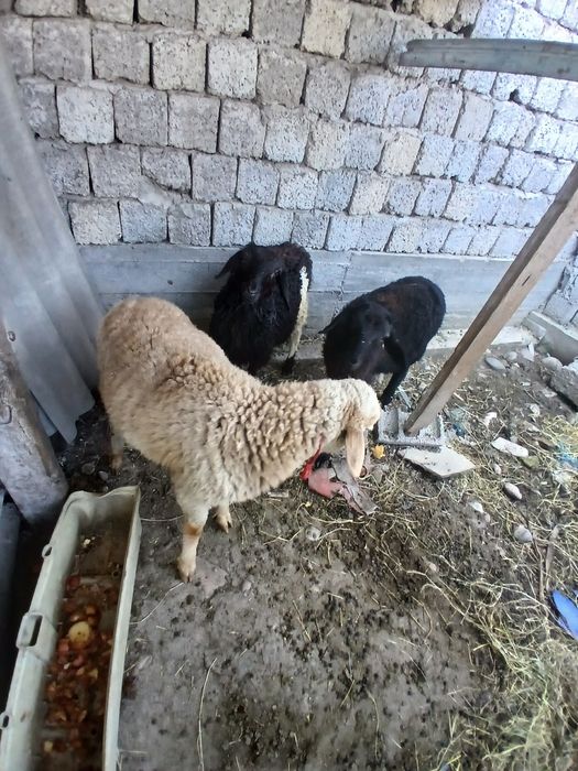 Qozilar sotiladi