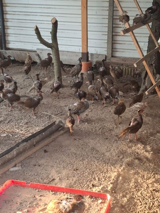 Vand pauni si fazani