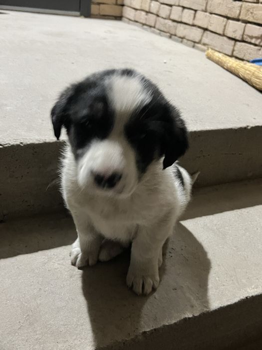 Щенки алабай.