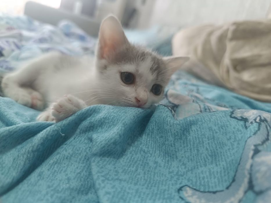 Животные котенок
