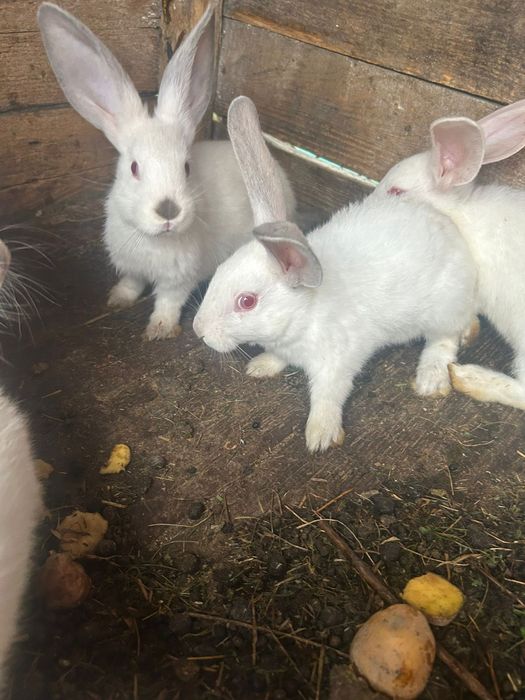 Iepurași albi cu ochii roșii