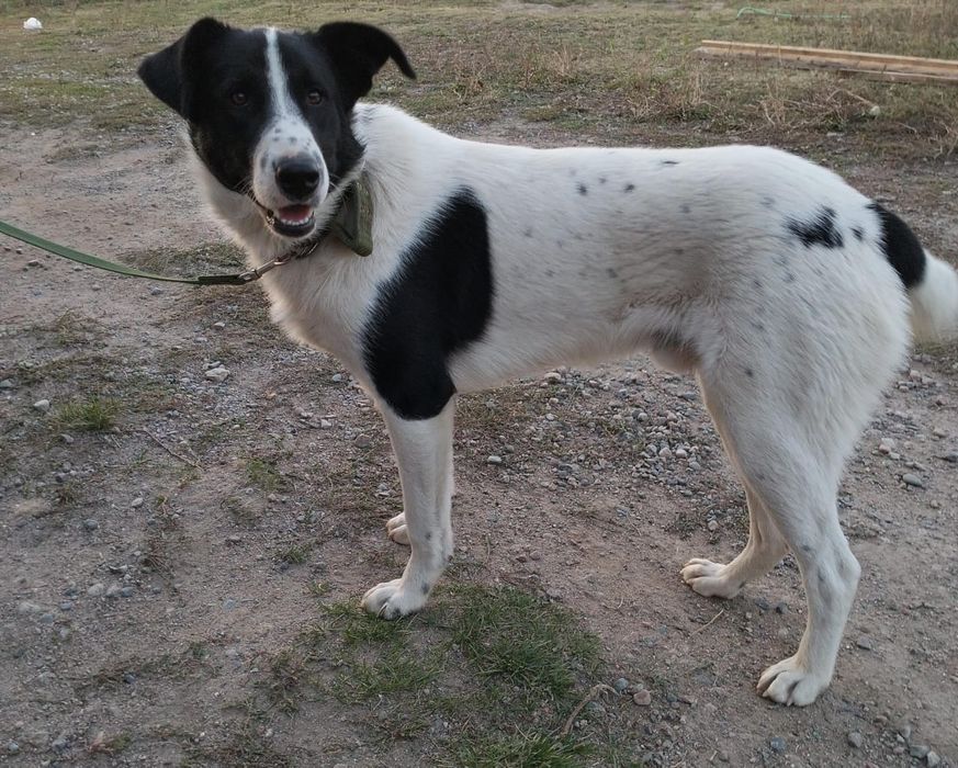 Собака в добрые руки