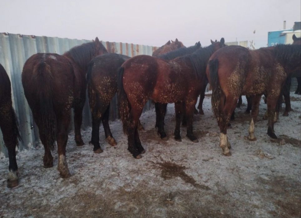 Жылкы соғым 2900