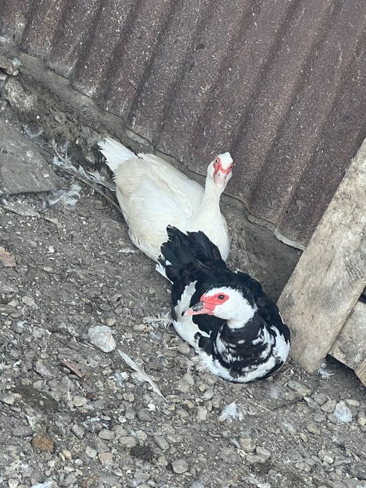 3 rate lesesti si in ratoit romanesc