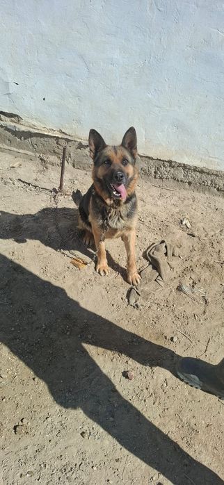 Обмен овчарканы тауыктарга (Овчарка) ұрғашы