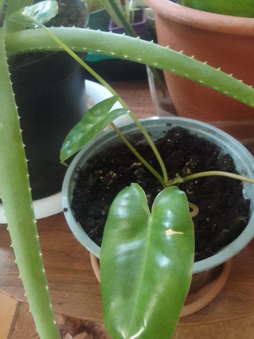 Продам комнатные цветы