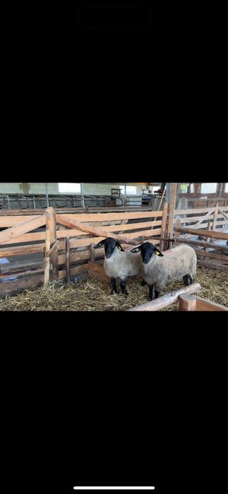 Berbecuti Suffolk pentru reproductie