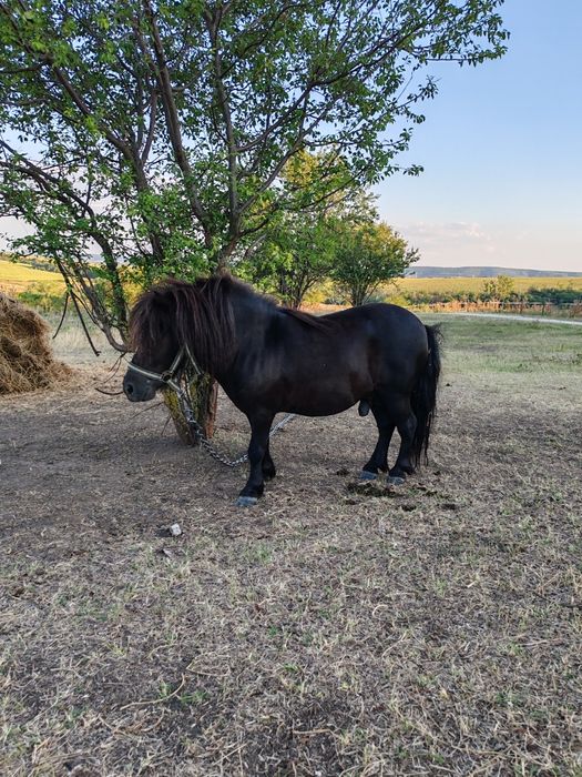 Мини Шотландско пони