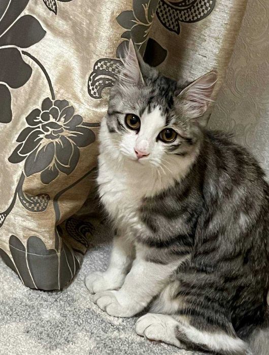 Отдам даром в добрые руки