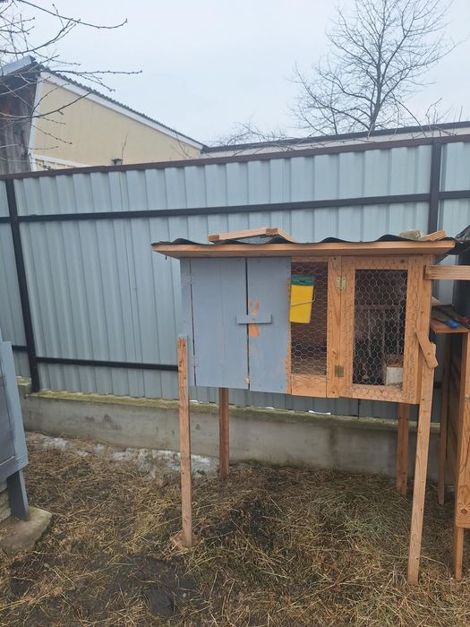 Vand 4 iepuroi 150 lei buc