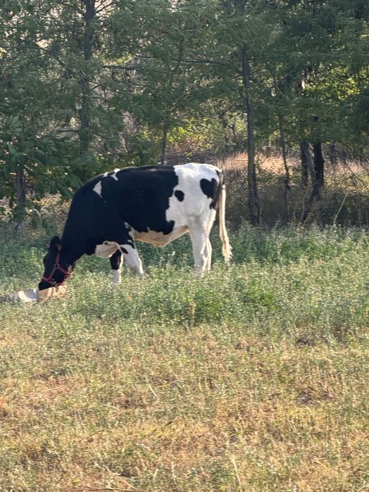 Vând vaca montată!