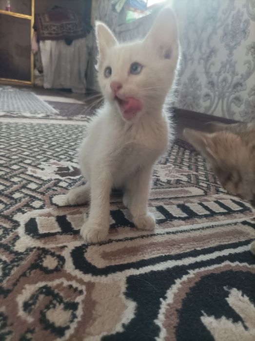 Aralash zotli mushukcha 4 oylik