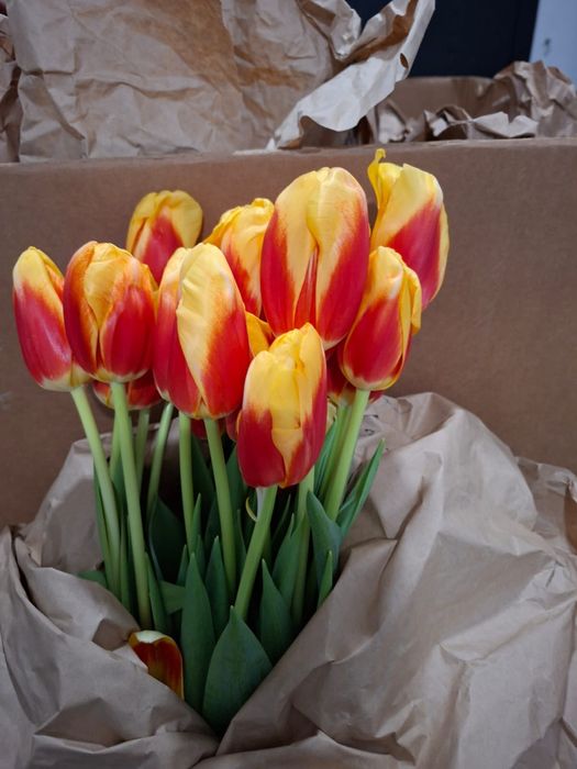 Тюлпаны курпные бутоны