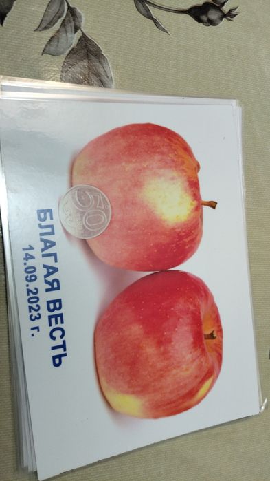 Саженцы яблони и груши