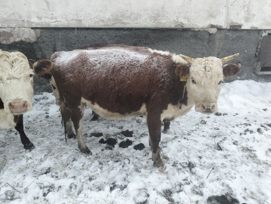 Продам тёлок 2 годовалый