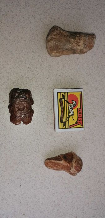 Фосили от морски бозайници