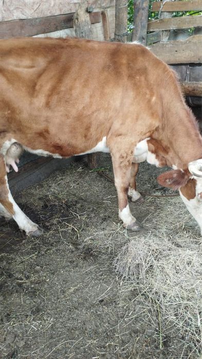 Продам 2 коровы молочных и бычка