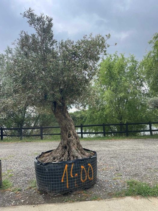 vand maslini aclimatizati