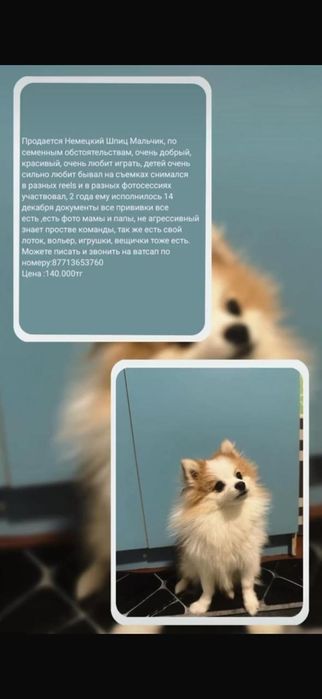 Немецкий Шпиц мальчик