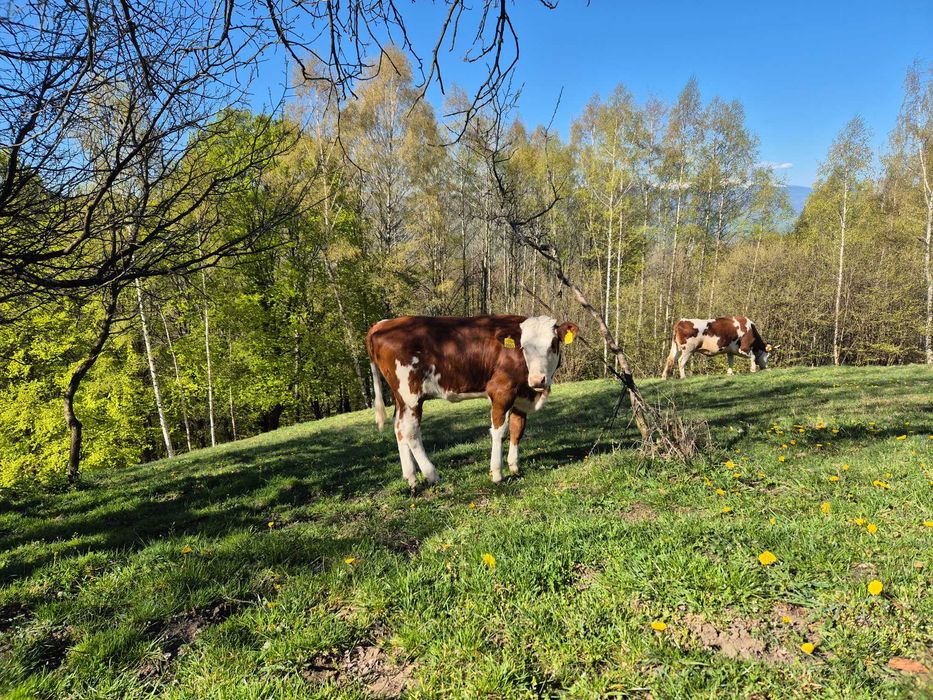 Vaca cu vitel de vanzare