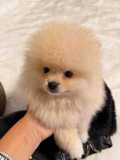 Pomeranian superb cu pedigree!