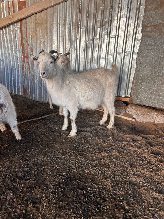 Ешкілер сүттікөп