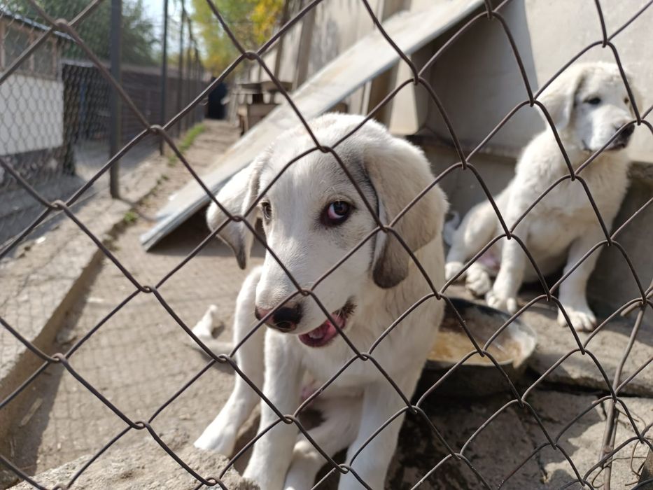 Щенки алабая четыре месяца