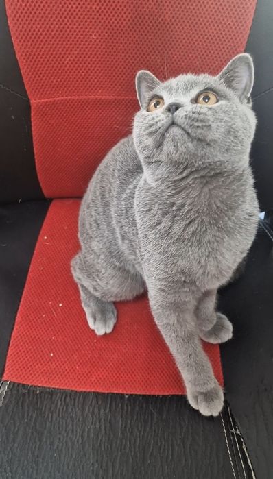 Motănel british shorthair blue de 6 luni