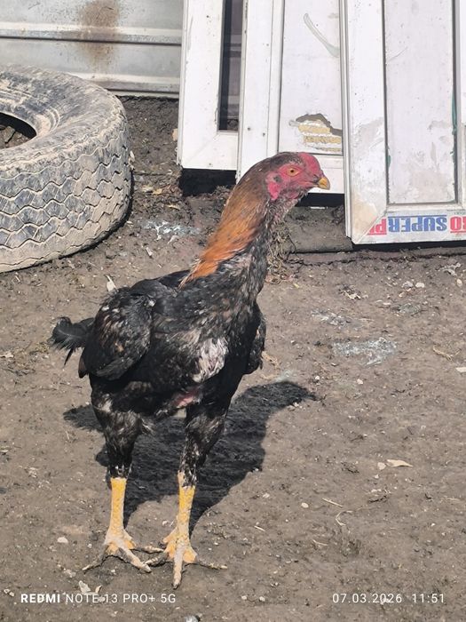 Даканы петух и 3курецы