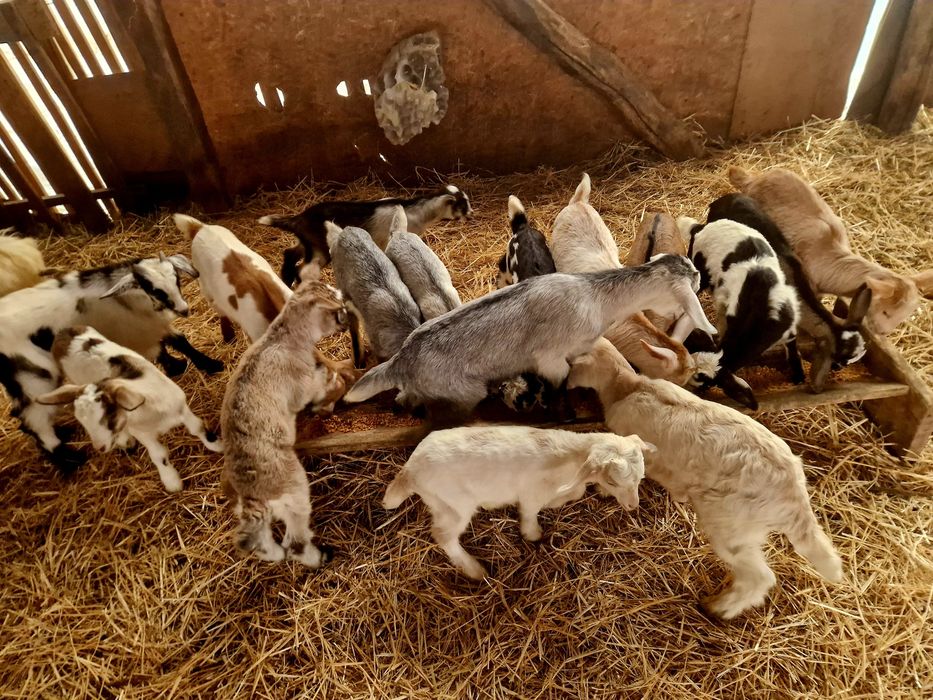 Ieduțe și iezi din capre foarte bune de lapte și țap Anglo-Nubian