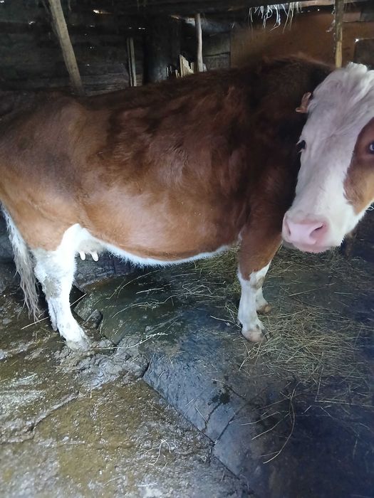 Vaca de vanzare gestanta