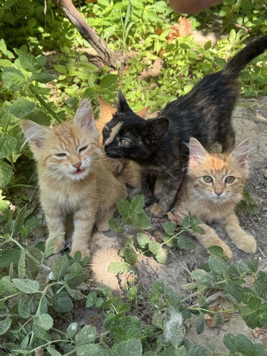 Котята в добрые руки