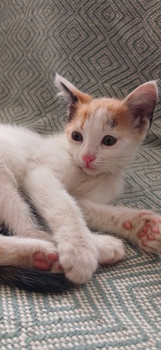 Котята.Кошечка 2.5 месяца