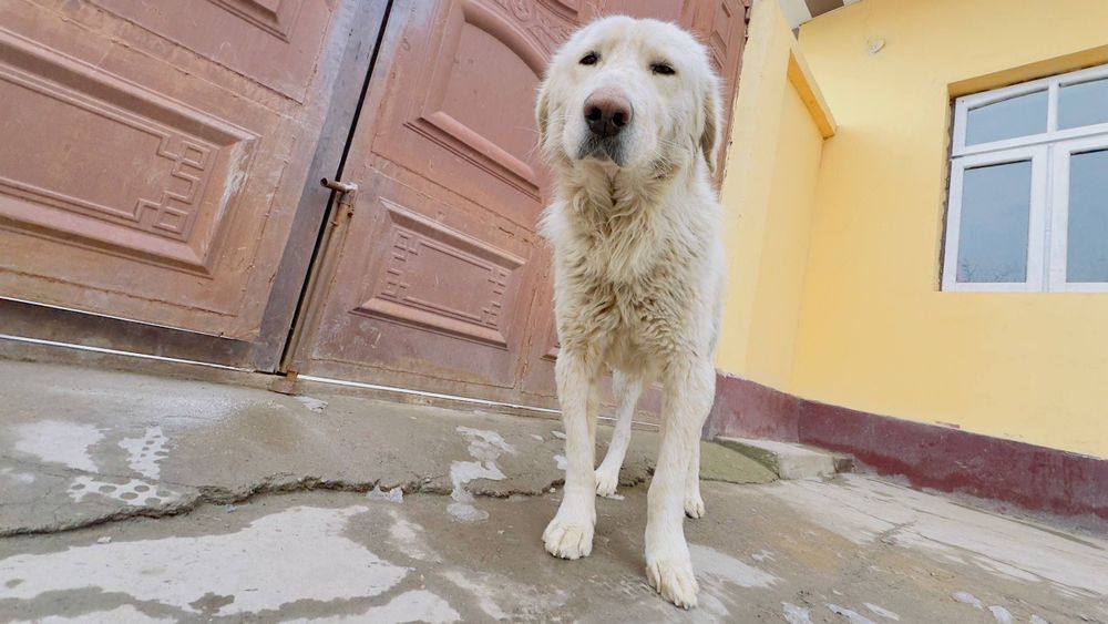 Zottor kuchuk bori bosarni bolasi