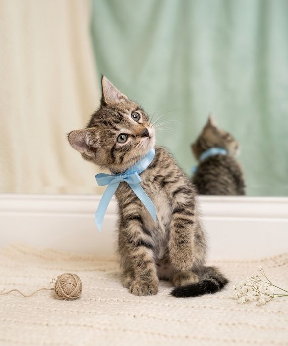 Котята в надёжные руки