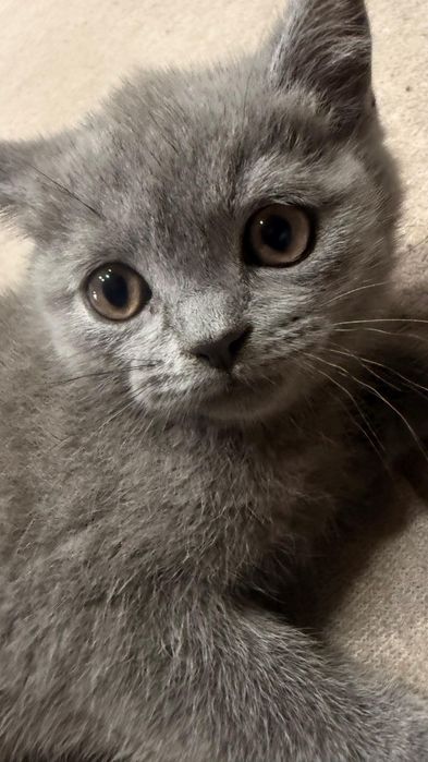 Pisica British Shorthair