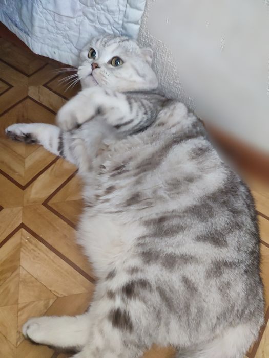 Вязка кота. Скоттиш фолд.