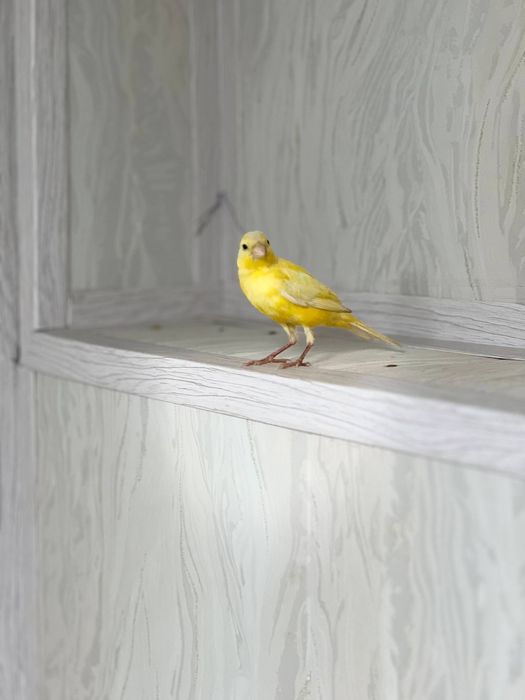 Narlar kanareykalar sotiladi narla