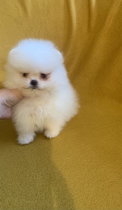 Померан мини померан