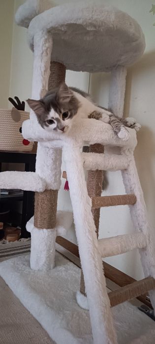 Sisal pisici, loc de joacă