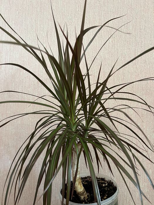 Продам пальму Драцена