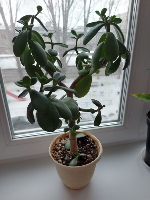 Продам комнатное расстение.