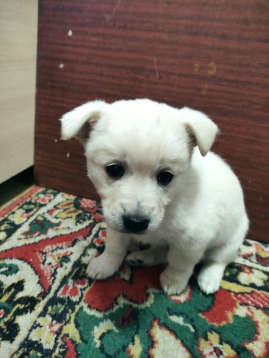 В добрые руки щенки