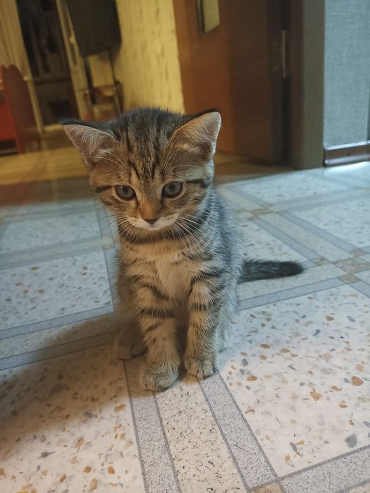 Продам Котят Британцы не дорого